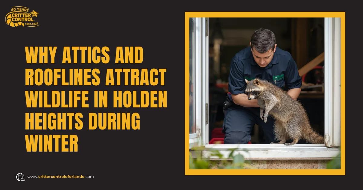 Why Attics and Rooflines Attract Wildlife in Holden Heights During Winter