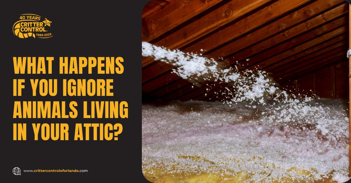 What Happens If You Ignore Animals Living in Your Attic?
