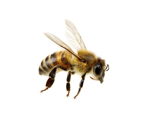 Diy Beehive In A Jar In 2020 Backyard Bee Bee Hive Mason Jars