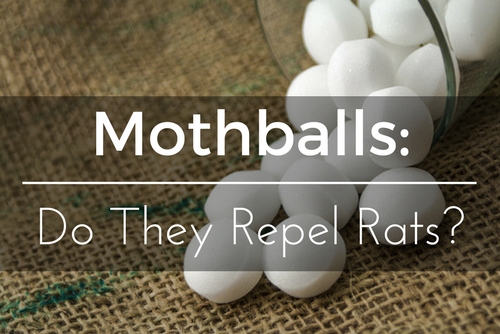 are mothballs good for dogs