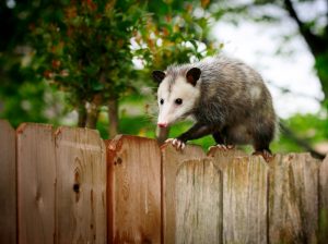 https://www.crittercontroloforlando.com/wp-content/uploads/2018/05/CC-Orlando-Opossum-Trapping-JUN18-300x224.jpg?x18668