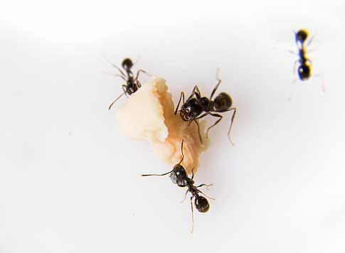 Ants