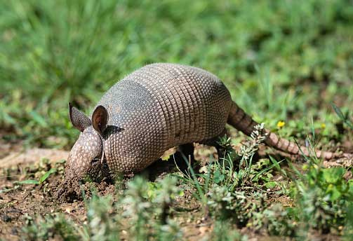 Armadillos