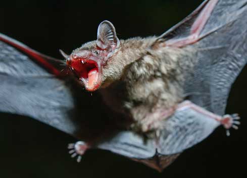 Bats