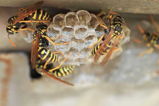 Bees and Wasps