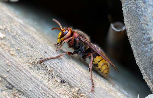 Hornets