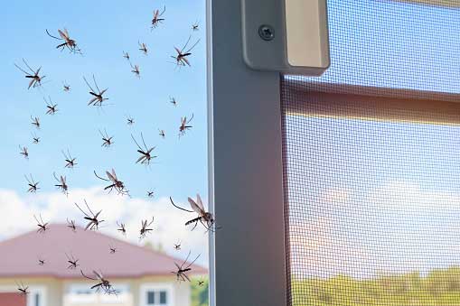 Mosquitos