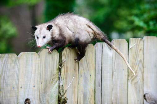 Opossums