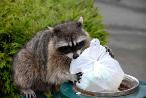Raccoons