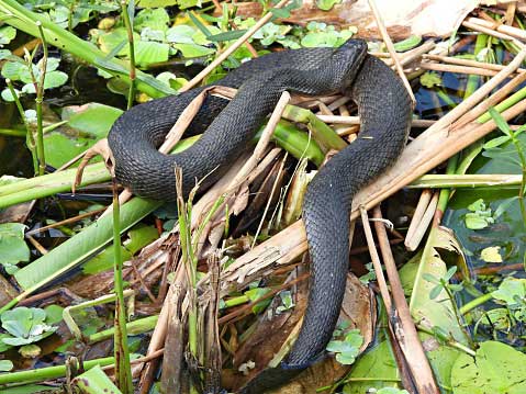 Snakes