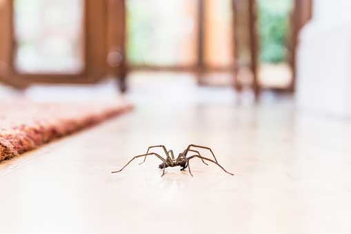 Spiders