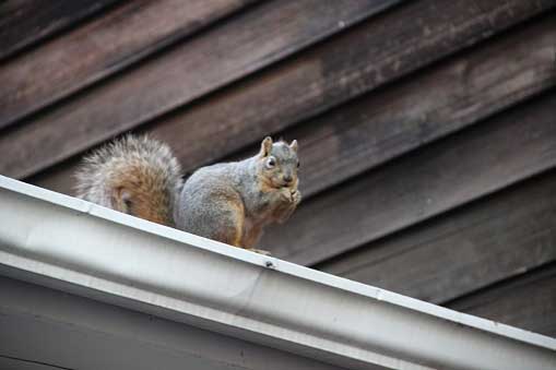 Squirrel