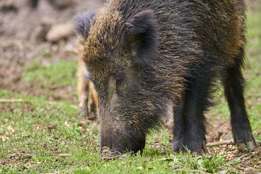 Wild Hogs