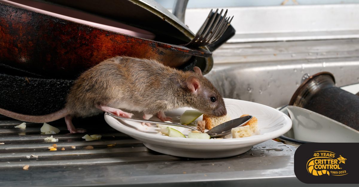 rat control services