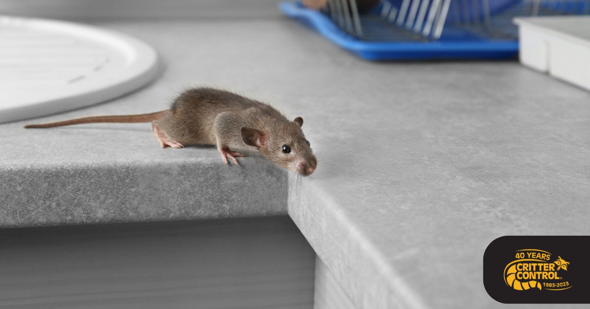 rat control services