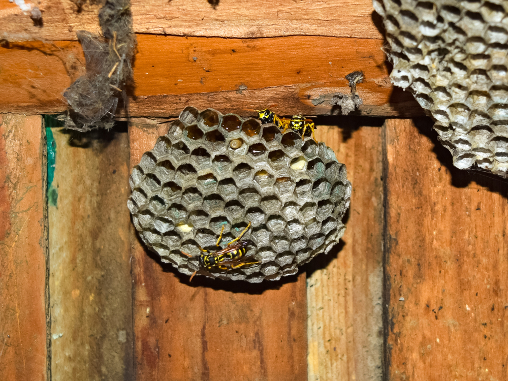 types of wasp nests