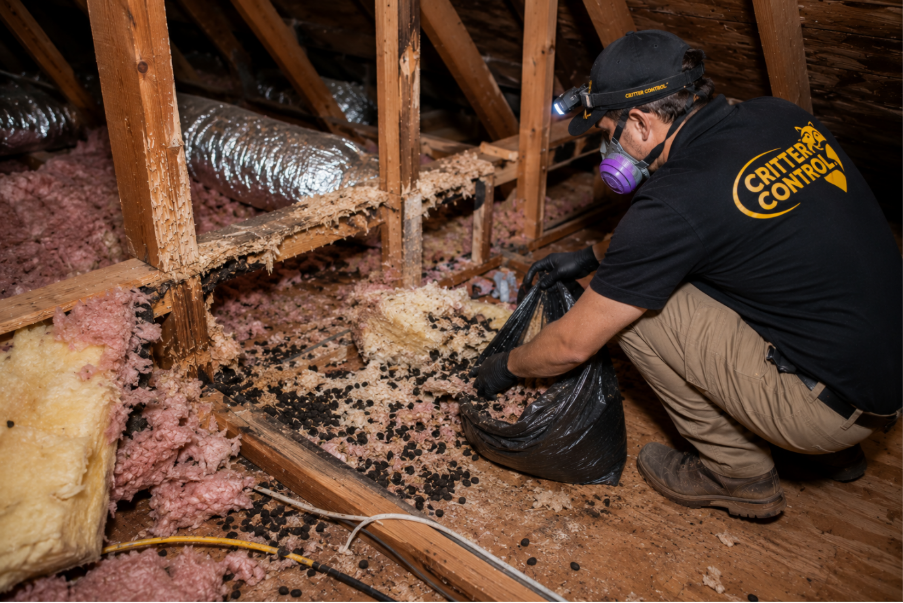 Orlando Rat Attic Cleanup