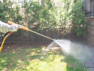 Understanding the Lifecycle of Common Household Pests from Prevention and Eradication